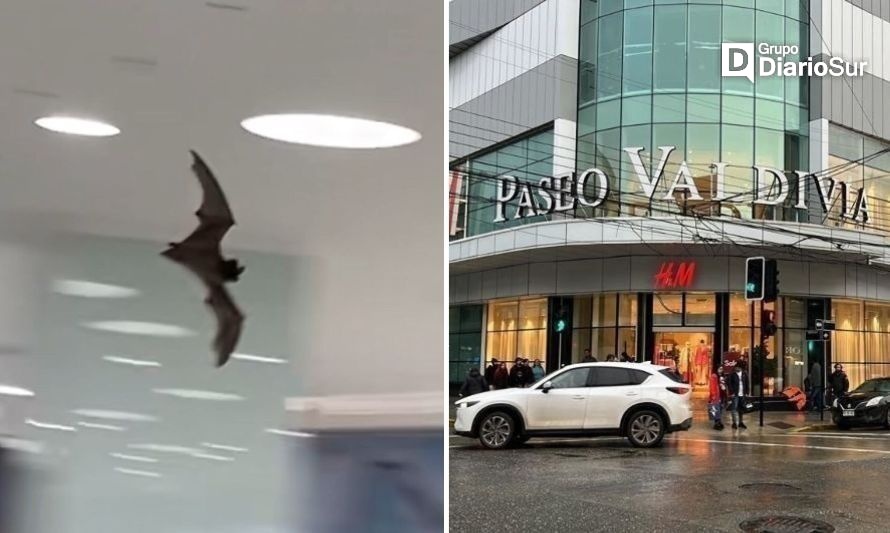 Inesperado "cliente" sorprendió a visitantes del mall Paseo Valdivia