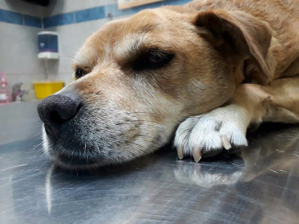 Municipalidad de Río Bueno abre convocatoria para que vecinos esterilicen gratis a sus mascotas